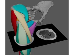 3D 肌肉重建证实，320 万年前的人类祖先“露西”可直立行走