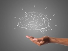 最新研究揭开人类与灵长类动物大脑发育的关键差异：神经祖细胞多分裂两天