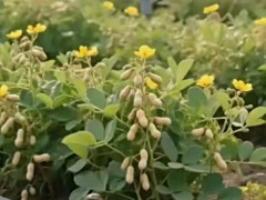 良品铺子就“花生长地上”宣传图致歉：系错误使用 AI 生成图片